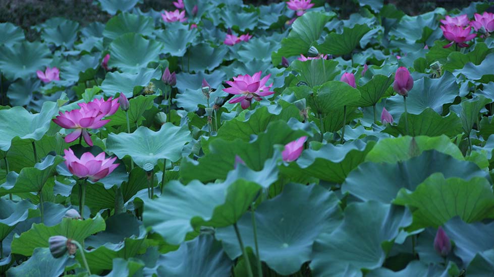 钧天荷举莲花茶会